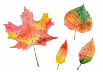 Watercolor autumn leaves
 isolated on white background