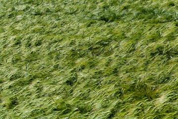 agricultural activity for growing wheat