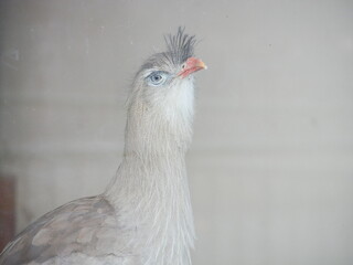 close up of a bird