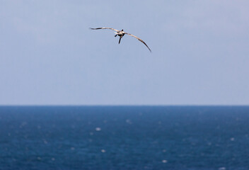 Gliding Brown Pelican Searching For A Meal