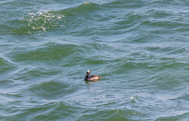 Brown Pelican Swimming and Feeding