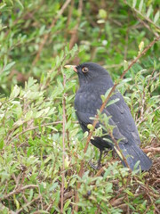 blackbird in tree