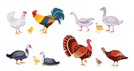 Farm poultry, domestic birds family, hen and rooster. Turkey with chick. Cartoon geese, ducks, duckling and chicken. Livestock vector set