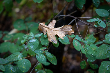 Oak leaf in the forest