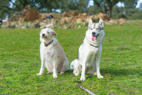 two dogs sitting in the park siberian husky and portuguese podenco