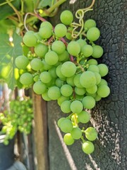bunch of grapes