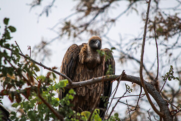 Vulture on top of a dry tree in the middle of a South African safari