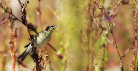Common Chiffchaff on branch, phylloscopus collybita