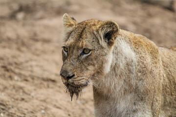 Lioness at the edge of a lake in the middle of a South African safari