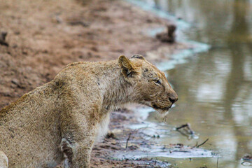 Lioness at the edge of a lake in the middle of a South African safari