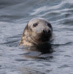 Fototapeta premium Curious grey seals