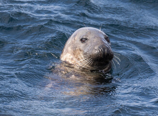 Obraz premium Curious grey seals