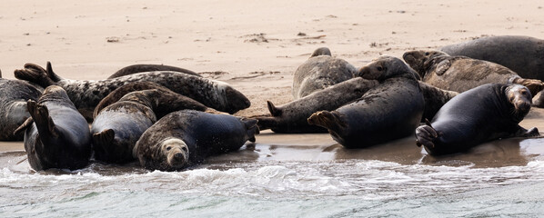 Grey seal colony off Kerry coast, Ireland