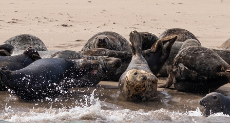 Grey seal colony off Kerry coast, Ireland