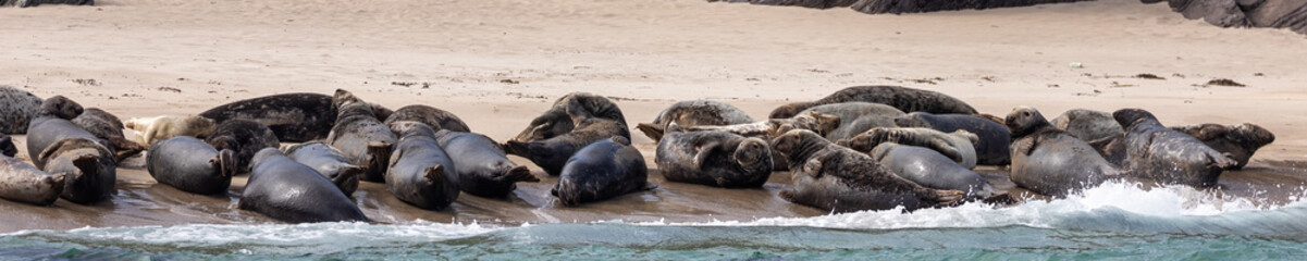 Grey seal colony off Kerry coast, Ireland