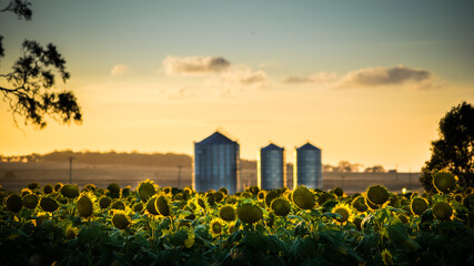 Field of Sunflowers with silos at sunset