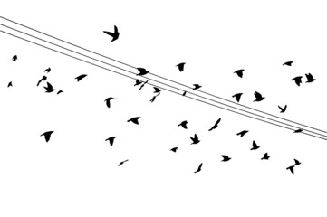 Birds on wires. Vector illustration