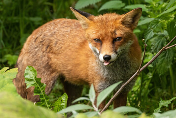 Red Fox