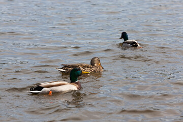 spring season with wild birds ducks