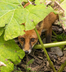 Shy Fox, peeping from undergrowth
