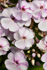 flowers are grown for landscaping