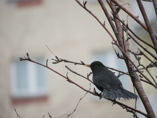 blackbird in a tree