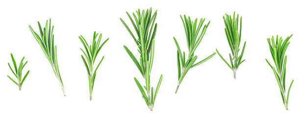 Rosemary branches and leaves isolated on a white background, top view. Collection.