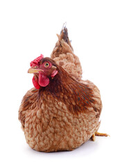 Small brown chicken.