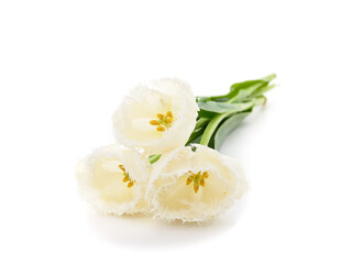 Bouquet white beautiful tulips.