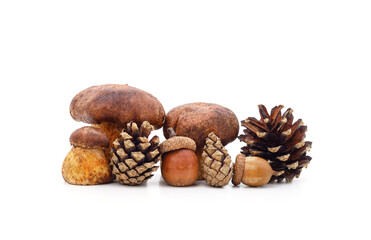 Mushroom with cones and acorns.