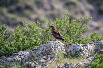 Black Kite (Milvus migrans) perched on a rock in its natural environment