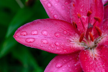 Bright pink lily petal with water drops, close-up, macro. Abstract floral background.