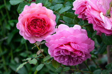 Pink English rose after rain with green foliage. Raindrops on rose petals, close-up. Flower background