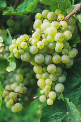close up of green grapes in a German vineyard
