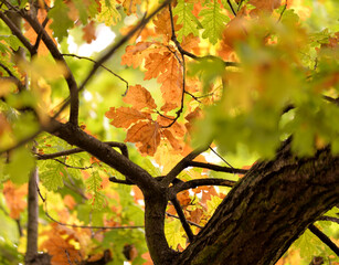 Colorful leaves at the big oak tree during sunny autumn day.