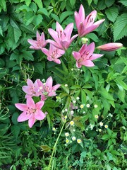 pink and white flowers