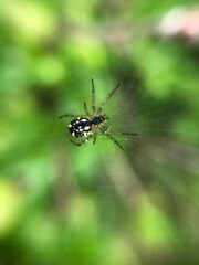 spider on the web