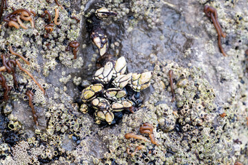 close up of  goose barnacles on a sea rock exposed to the water at low tide, limpets and seaweed, selective focus