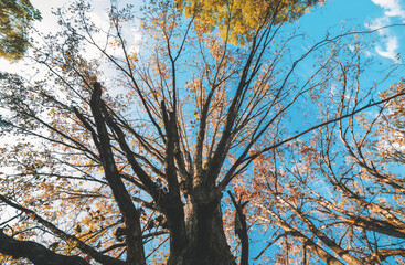 Big late autumn tree from underneath on a sunny day