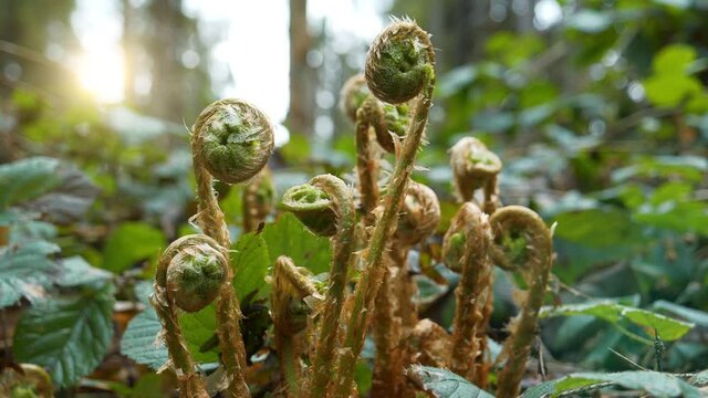 Young fern sprouts in virgin forest