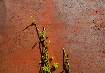 The plant grows from below and climbs up the rusty red wall. The concept of survival, pain for...
