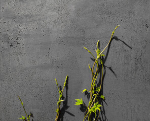 The plant grows from below and climbs up the concrete gray wall. The concept of survival, pain for...