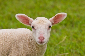 Naklejka na ściany i meble Portrait of a very cute white newborn lamb in the meadow