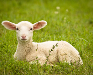 Naklejka na ściany i meble Portrait of a very cute white newborn lamb in the meadow