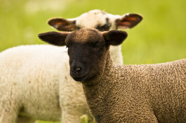 Portrait of two beautiful cute lambs 