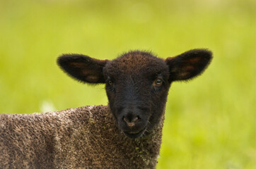 Portrait of a very cute grey newborn lamb in the meadow