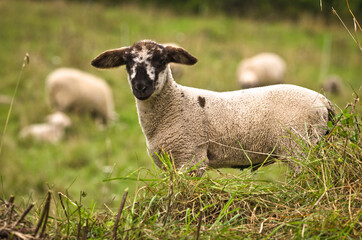 Naklejka premium Portrait of a very cute grey newborn lamb in the meadow