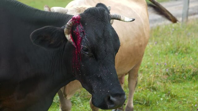 Bloody black cow with broken horn