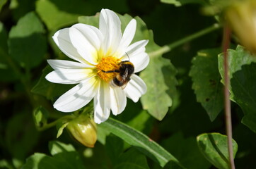 bee on a flower