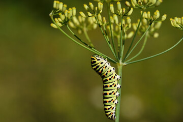 Close-up of a swallowtail caterpillar (papillo) crawling on the flower of wild fennel, against a...